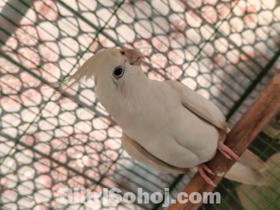 সুপার টেন। কোকাটেল